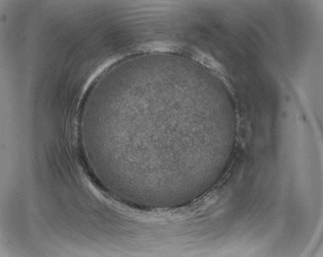 X0000062170012200512091442