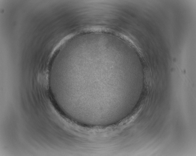 X0000062170016200512091442