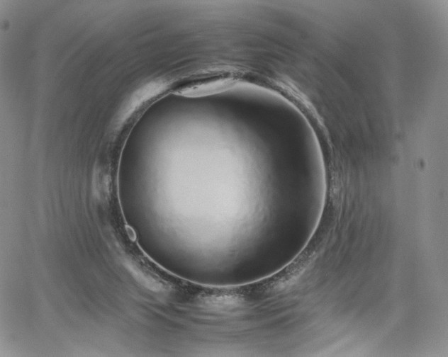 X0000062170063200512091441