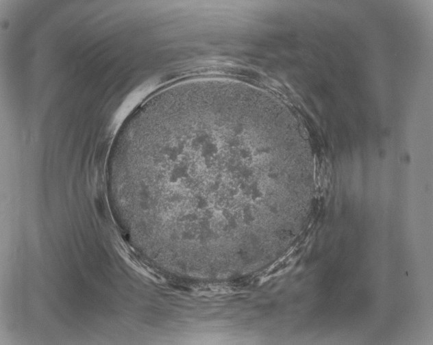 X0000062170099200512091440