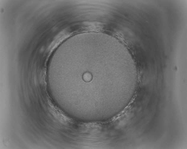 X0000062170146200512091439