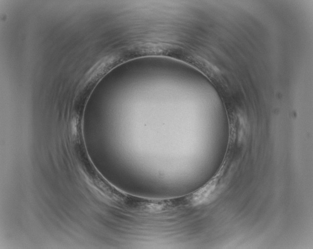 X0000062170166200512091439