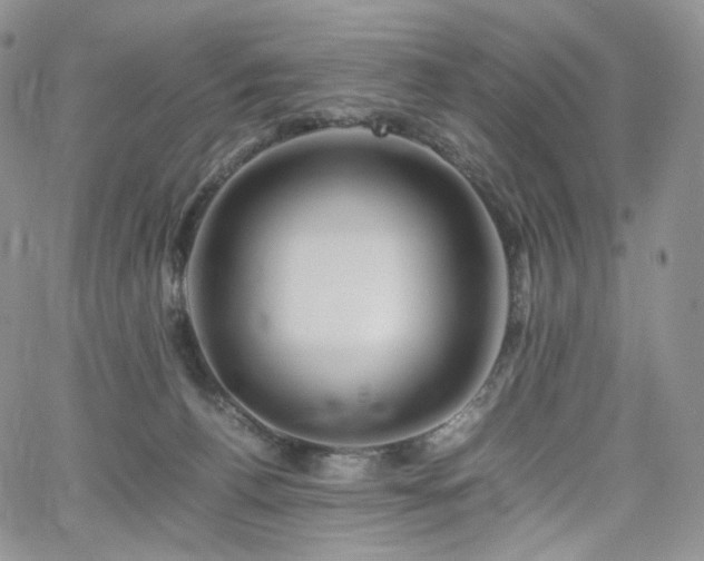 X0000062170176200512091439