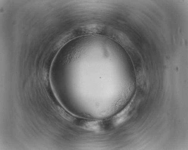 X0000062170178200512091439