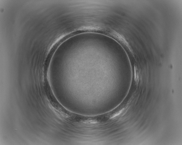 X0000062170204200512091439