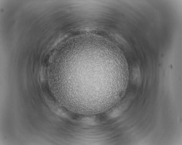 X0000062170236200512091438