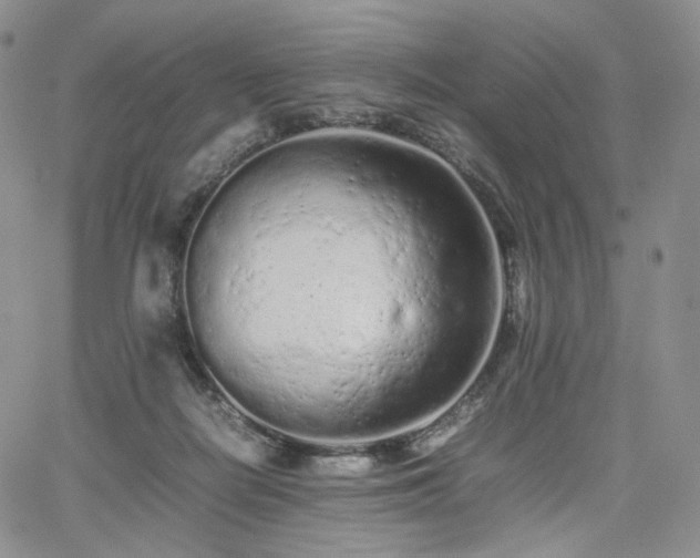 X0000062170266200512091438