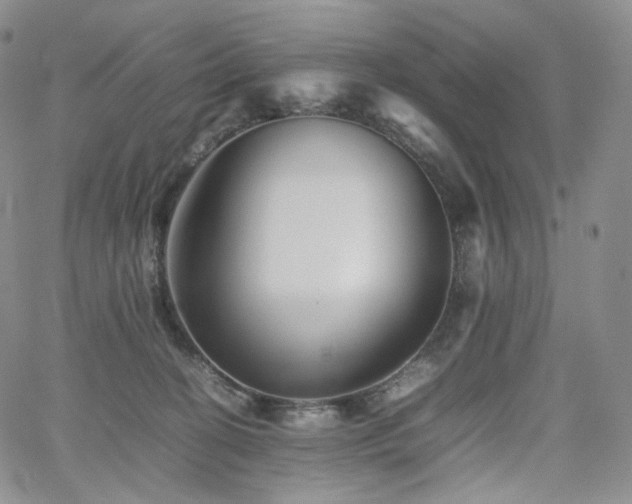 X0000062170274200512091438