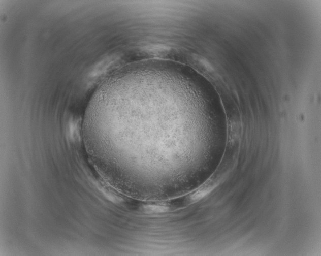 X0000062170286200512091438