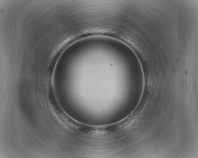 X0000062170352200512091436