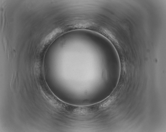 X0000062170354200512091436