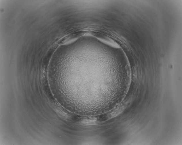 X0000062170369200512091436