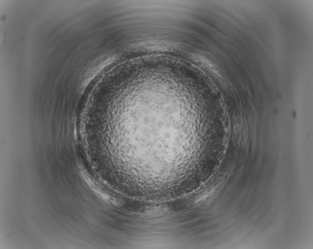 X0000062170398200512091435