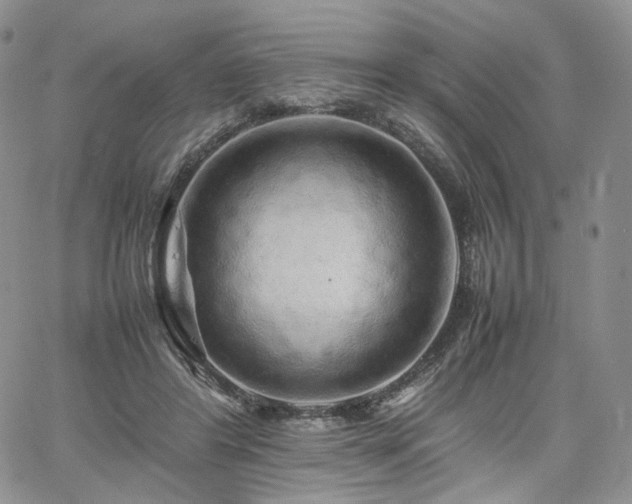 X0000062170404200512091435