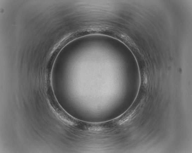 X0000062170444200512091434