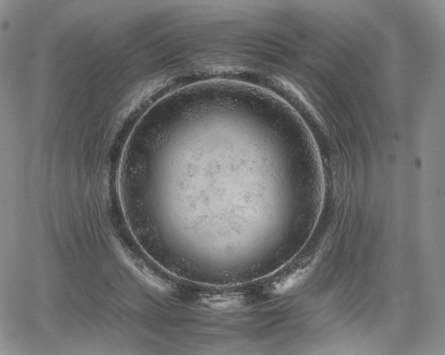 X0000062170447200512091434