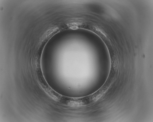 X0000062170455200512091434