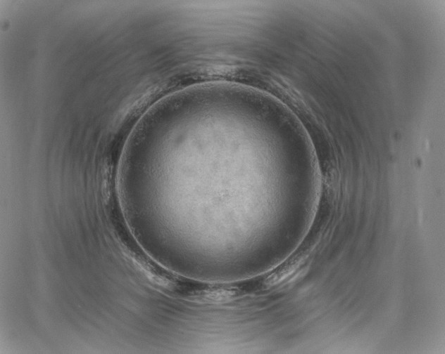 X0000062170462200512091434