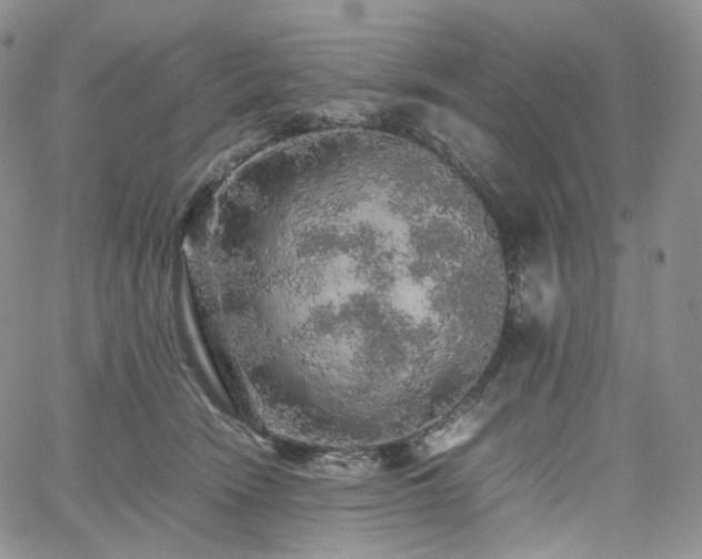 X0000062170466200512091434