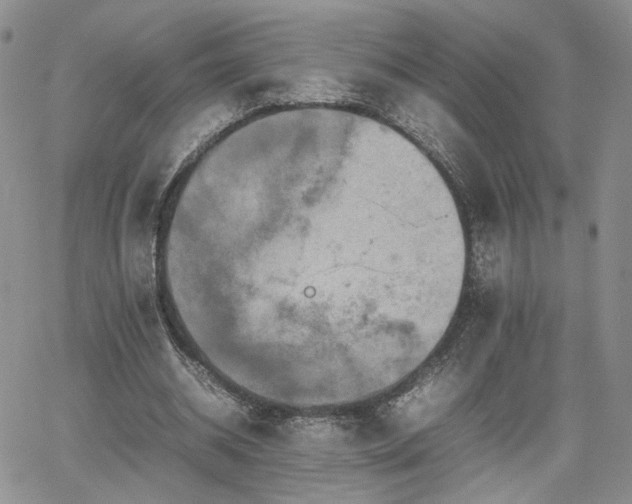 X0000062170534200512091432