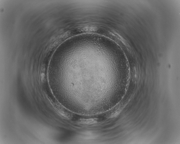 X0000062170553200512091433