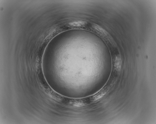 X0000062170559200512091433