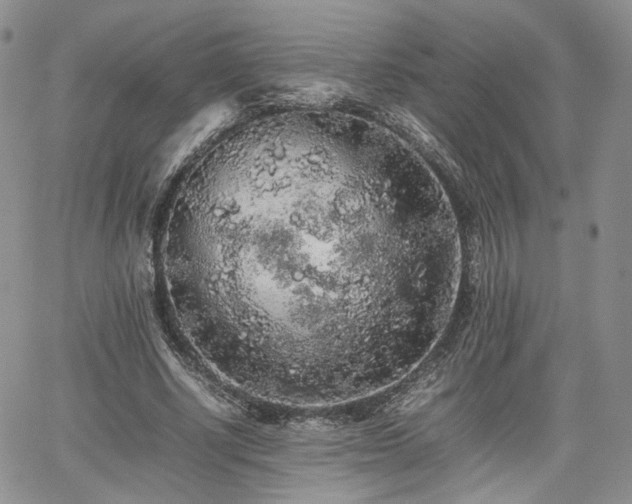 X0000062170634200512091431