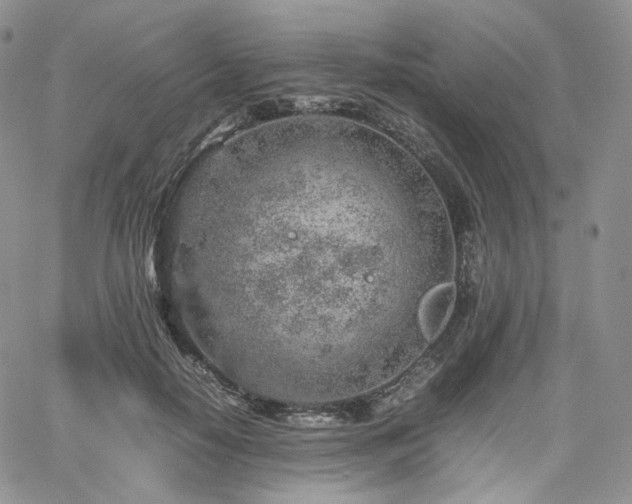 X0000062170650200512091431