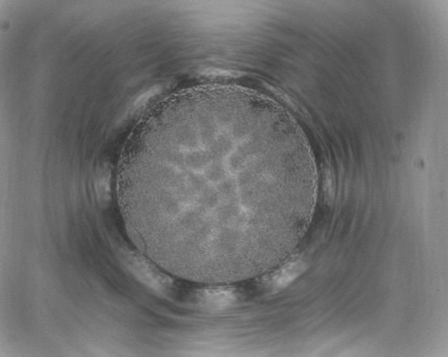 X0000062170668200512091431