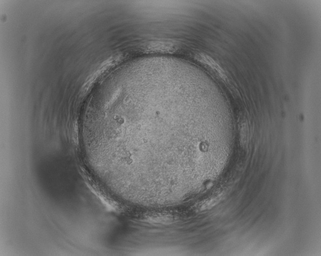 X0000062170729200512091429