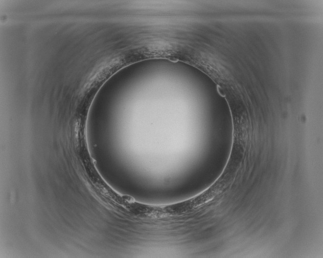 X0000062170742200512091429