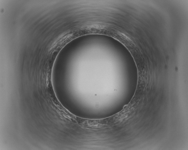 X0000062170774200512091429