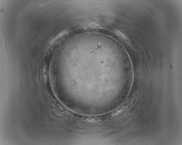 X0000062171063200512091424