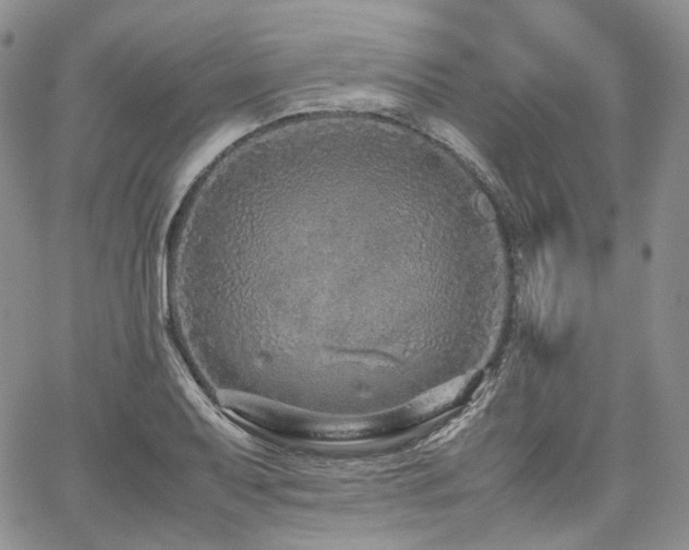 X0000062171079200512091424