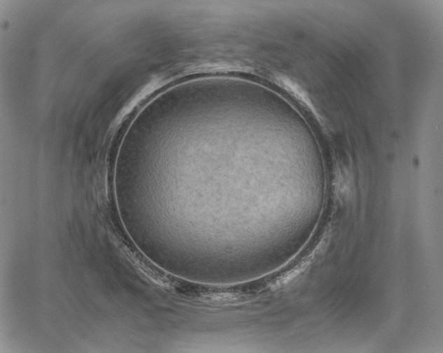 X0000062171173200512091422