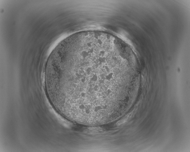 X0000062171383200512091419