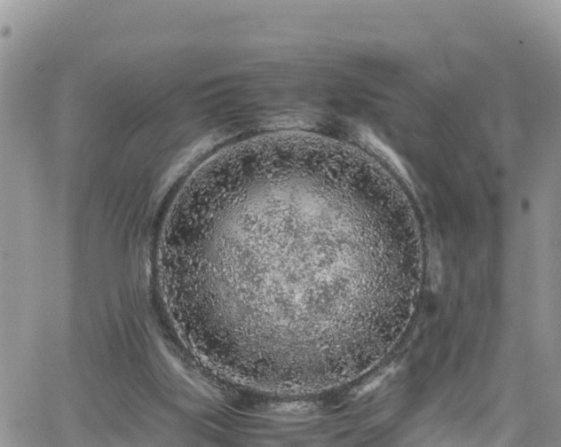 X0000062170059200512121251