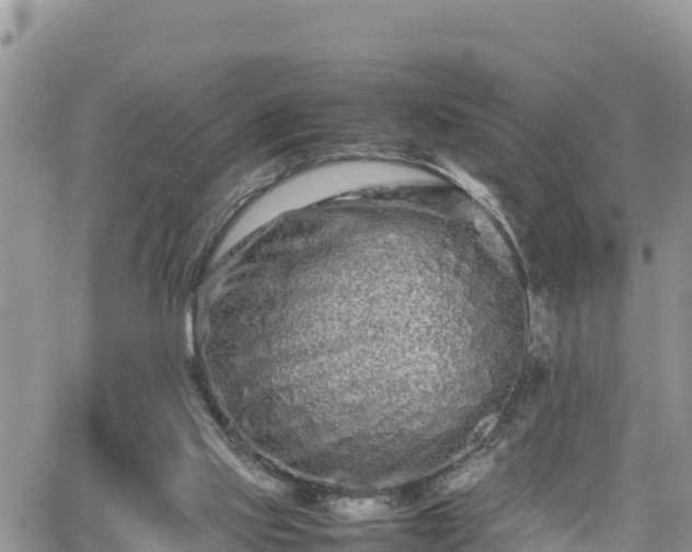 X0000062170061200512121251