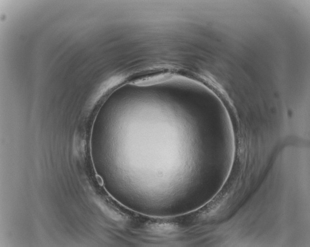 X0000062170063200512121251