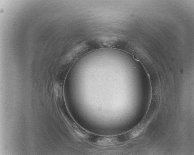 X0000062170129200512121250