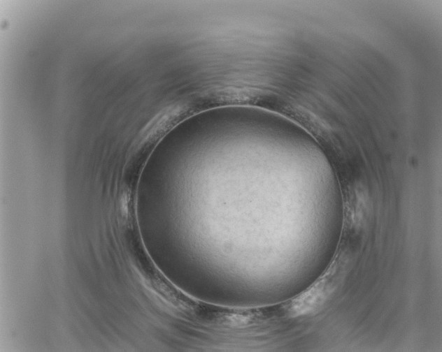 X0000062170166200512121249