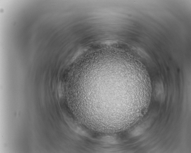 X0000062170236200512121248