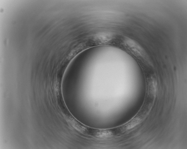 X0000062170274200512121248