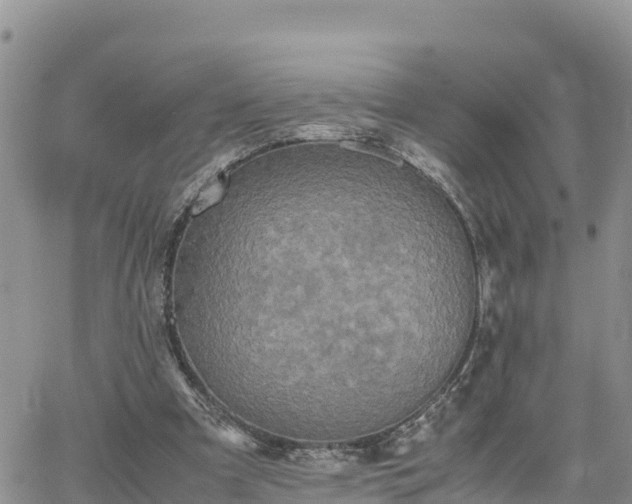 X0000062170297200512121247