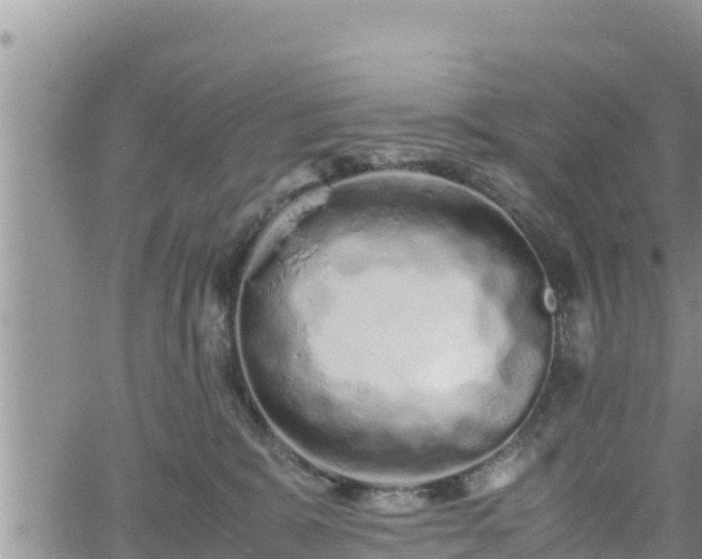 X0000062170327200512121247