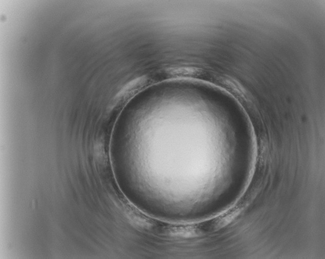 X0000062170377200512121246