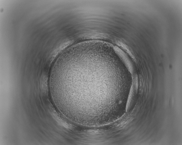 X0000062170394200512121246