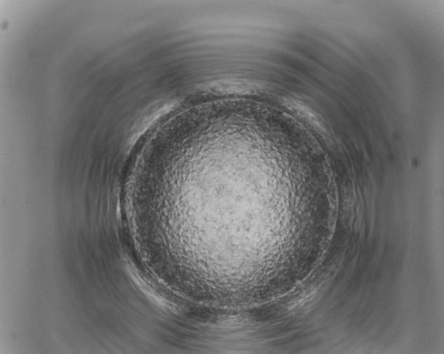 X0000062170398200512121246