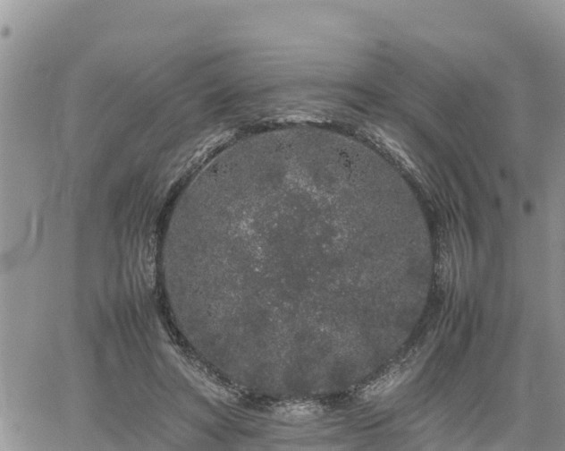 X0000062170402200512121246