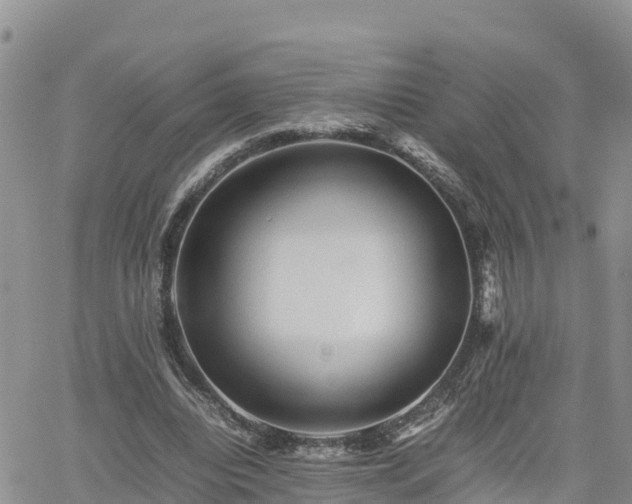 X0000062170440200512121244